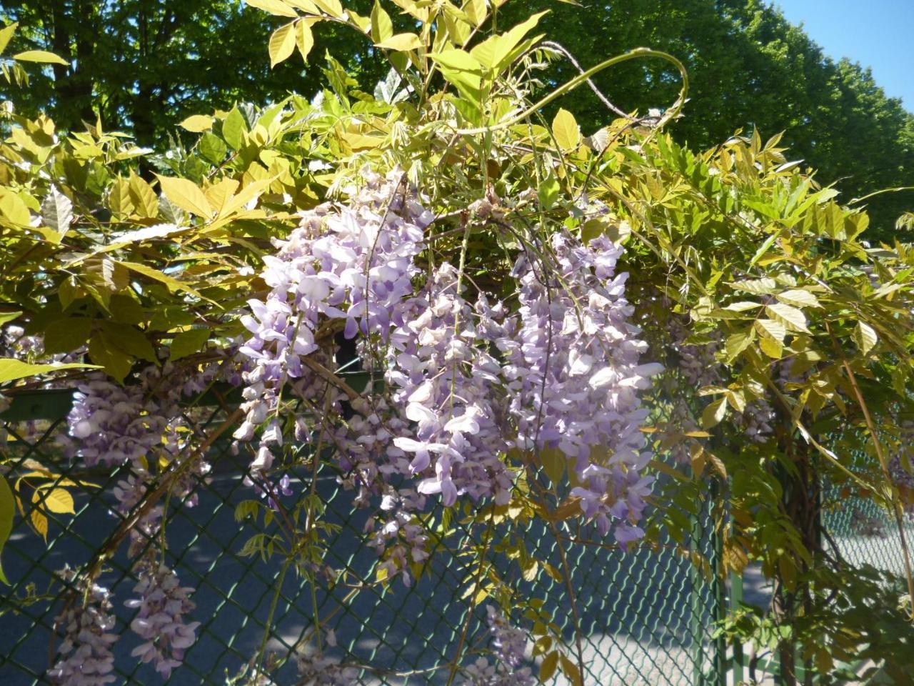 B&B Il Glicine Badia Polesine ภายนอก รูปภาพ
